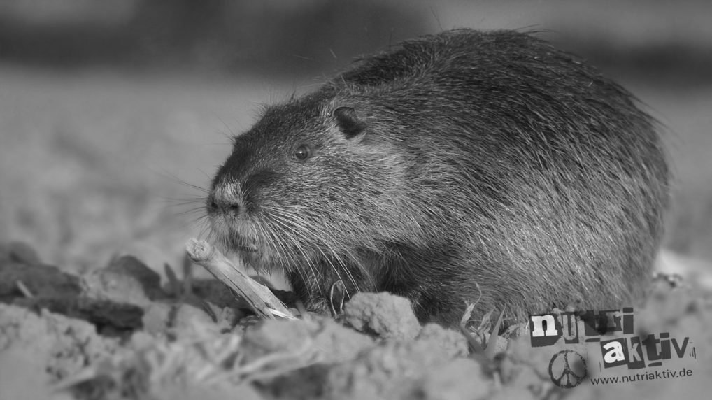 country nutria duesseldorf ilvericher altrheinschlinge nutriaktiv im sponsoring von takkkanon. bild carabito matthias hoelkeskamp